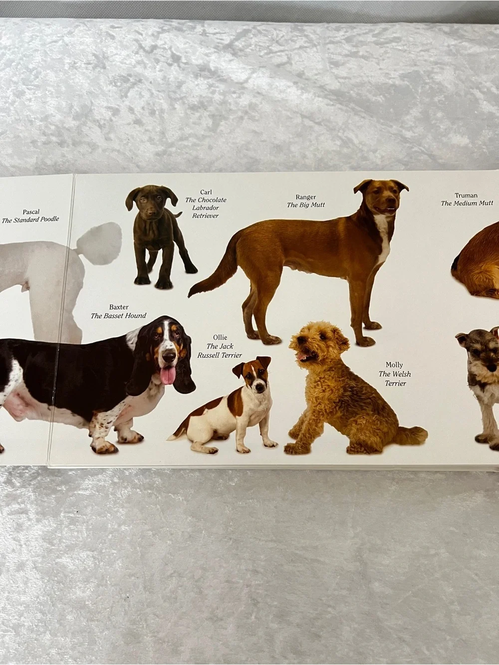 Dog Book by Matthew Van Fleet Doggone Fun for Little Ones kids
